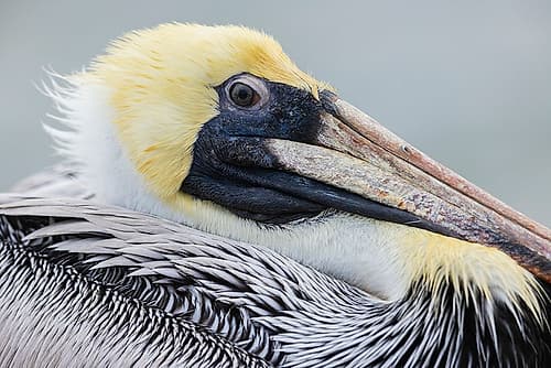 USA-South Texas Brown pelican-close-up of youngster Art Print